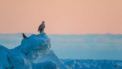 冰上岩石上的褐鸟